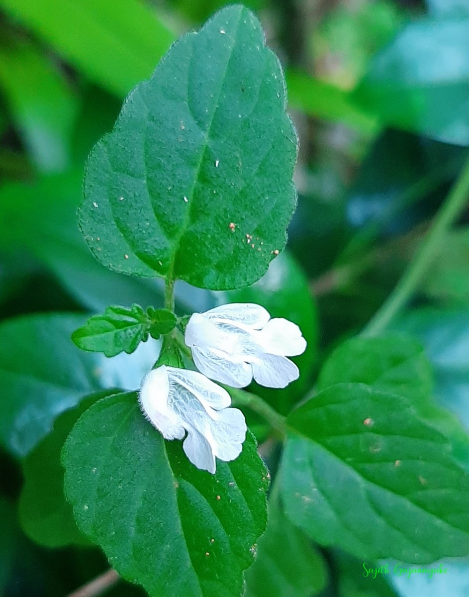 Leucas biflora (Vahl) Sm.